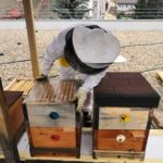 Péče o včelstvo v Integračním Centru Kosatec